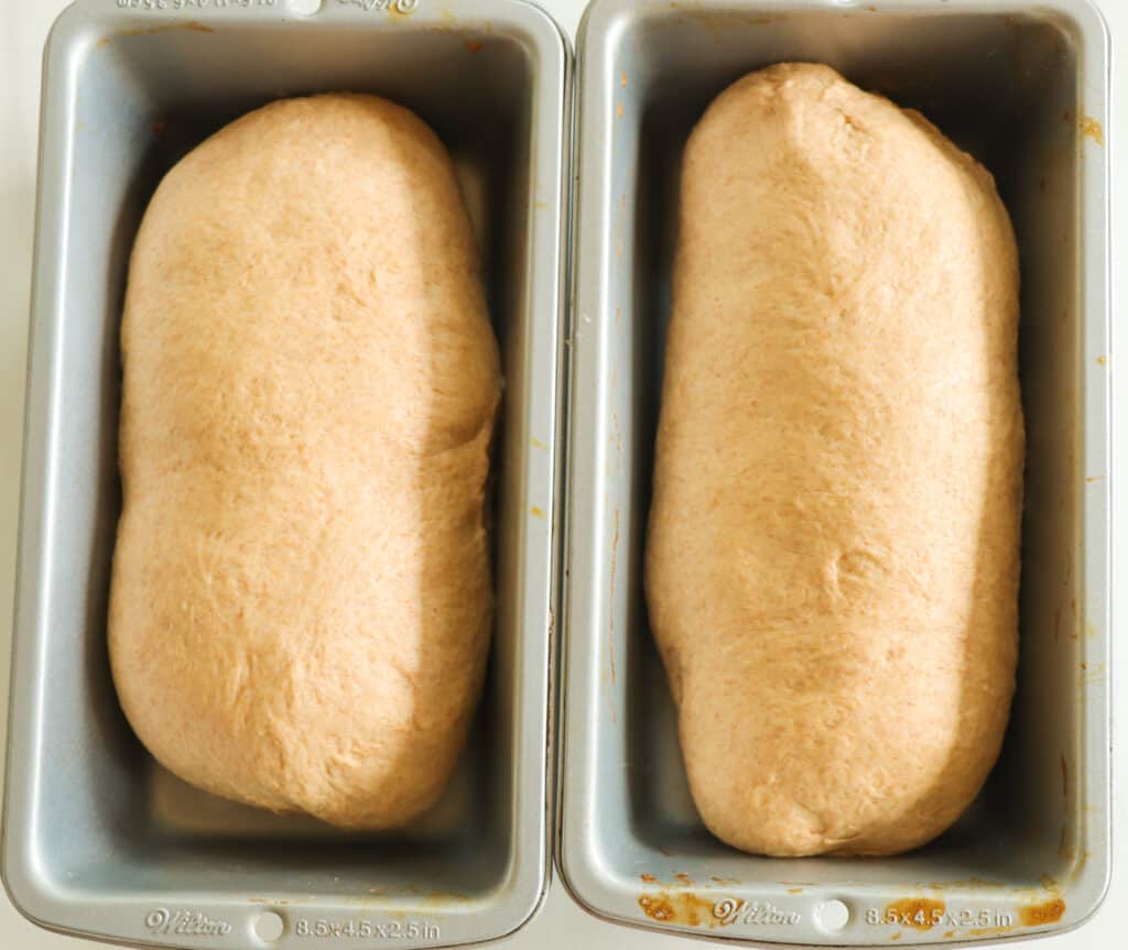 Maple Whole Wheat Sandwich Bread (shaped) in a loaf pan.